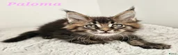Maine Coon cats for sale: Stunning Maine Coon kittens  - Advert 3