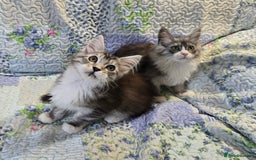 Maine Coon cats for sale: Beautiful playful Maine Coon kittens  - Image 13