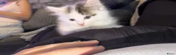 Mixed Breed cats for sale: Two mixed kittens mum half Norwegian Forrest cat  - Advert 7
