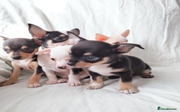 Chihuahua dogs for sale: Gorgeous Baby Chihuahua puppies  - Image 17