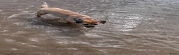 Border Terrier dogs for sale: KC registered 2y Border Terrier Bitch - Advert 2