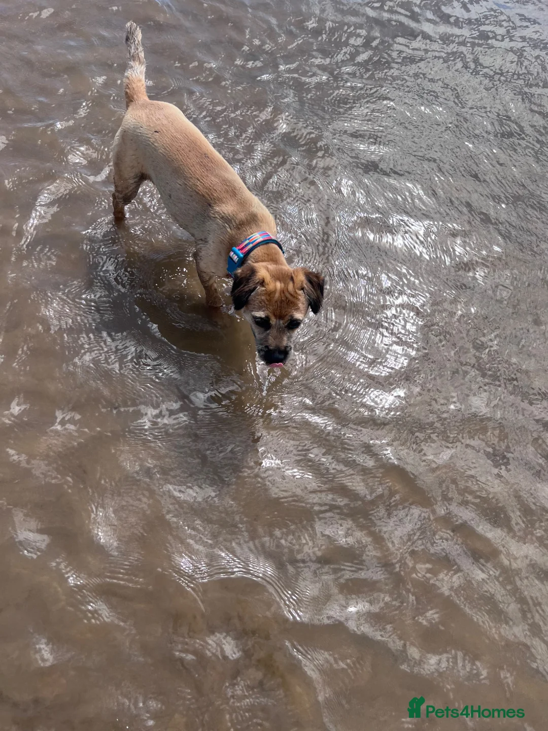 Border Terrier dogs for sale: KC registered 2y Border Terrier Bitch - Advert 2