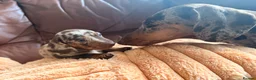 Miniature Dachshund dogs for sale: Miniature Dachshund Puppies - Advert 20