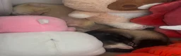 Ferret rodents for sale: 2 Beautiful Ferret Sisters in Uxbridge - Advert 4