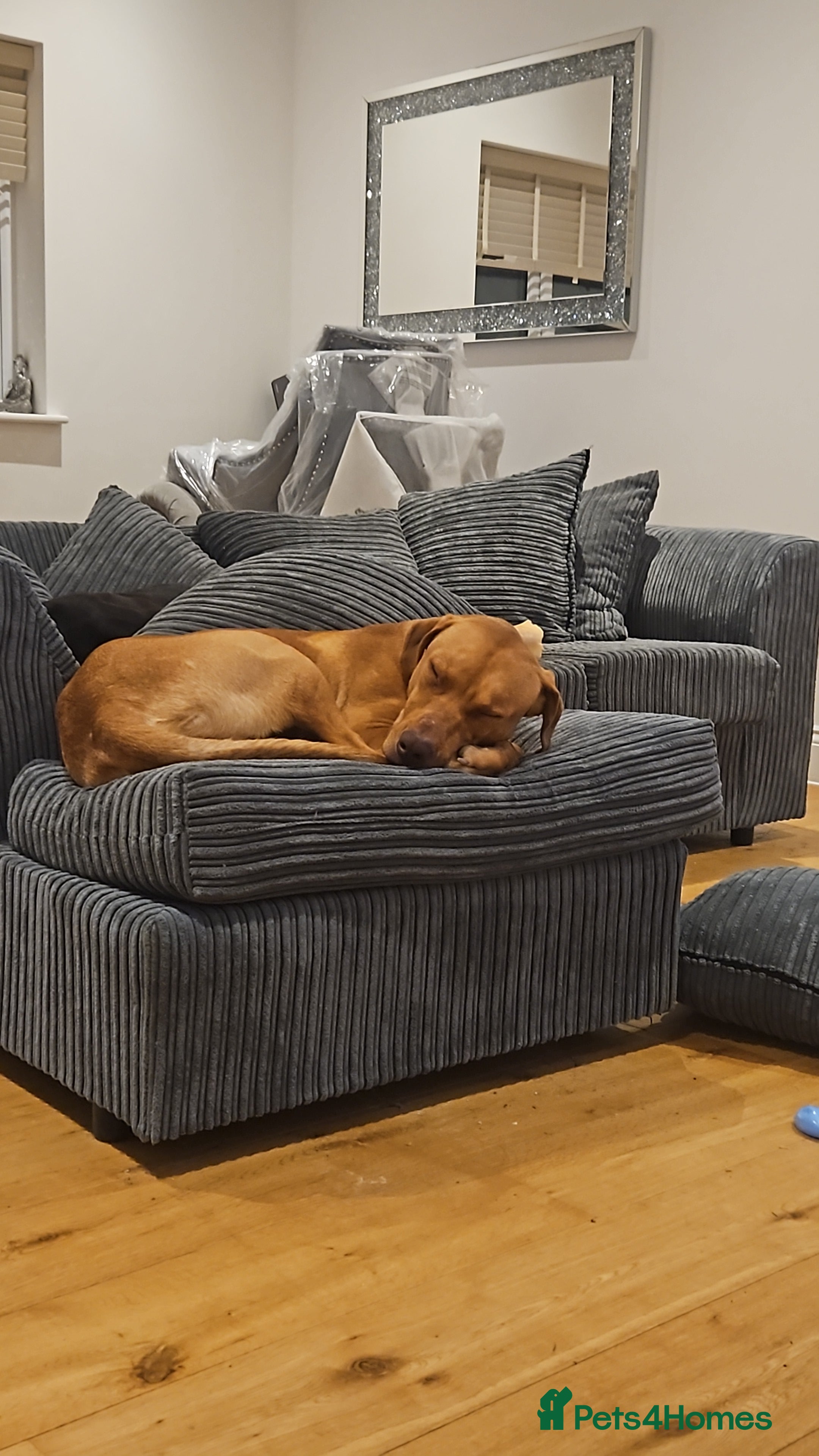 Rhodesian Ridgeback dogs Ridgeback puppies  - Advert 4