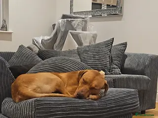 Rhodesian Ridgeback dogs Ridgeback puppies - Advert 4