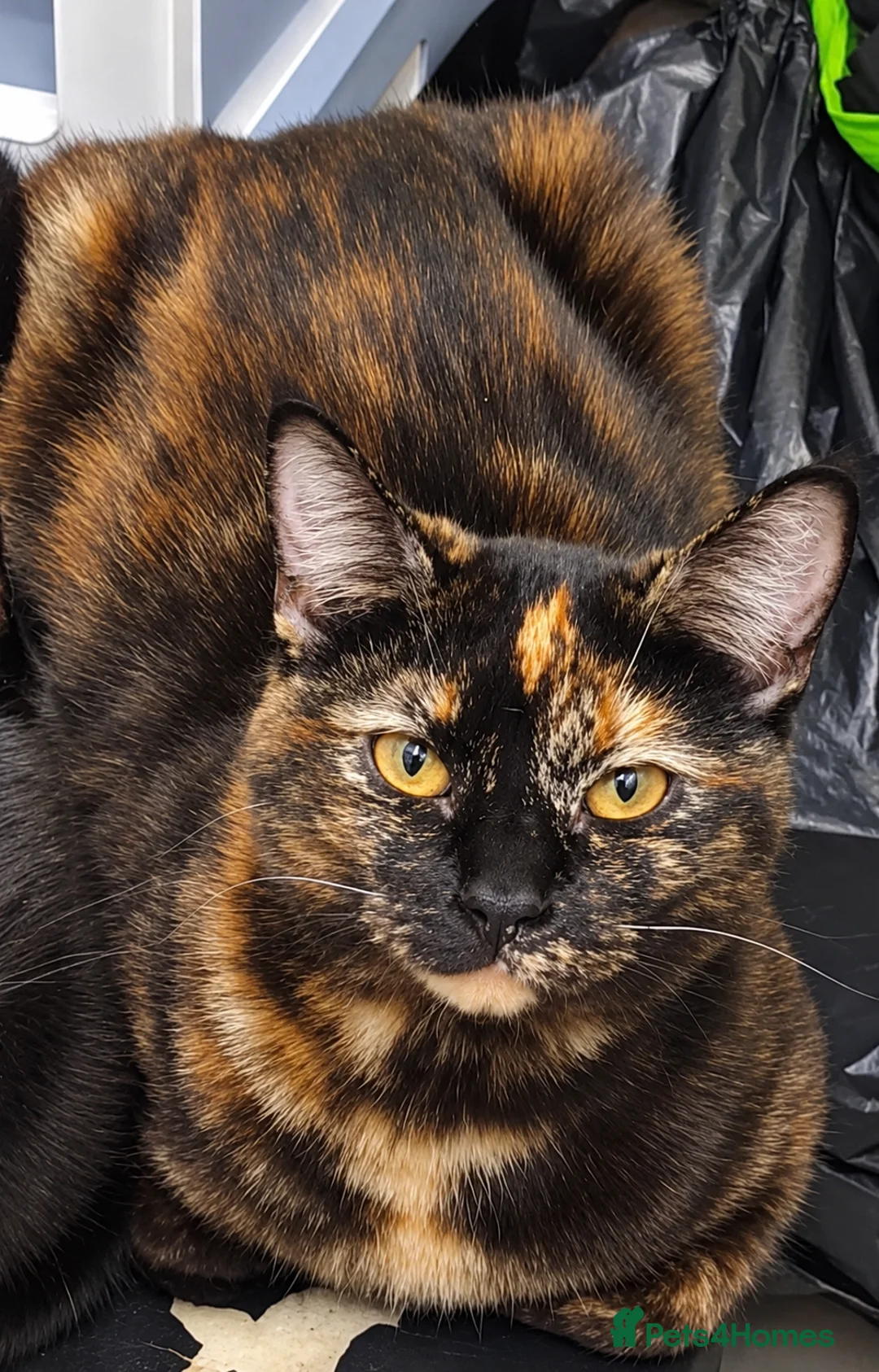 American Bobtail cats for sale: American Bobtail Manx  - Advert 1