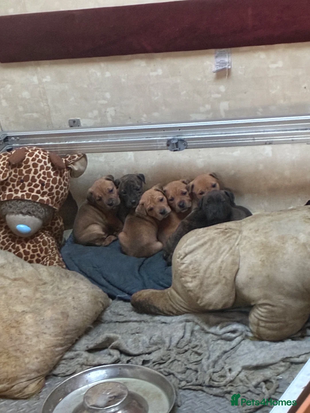 Mixed Breed dogs for sale: Staff cross mastiff  in Manchester - Advert 2