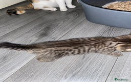 Mixed Breed cats for sale: 3 beautiful kittens looking for their forever home - Image 3