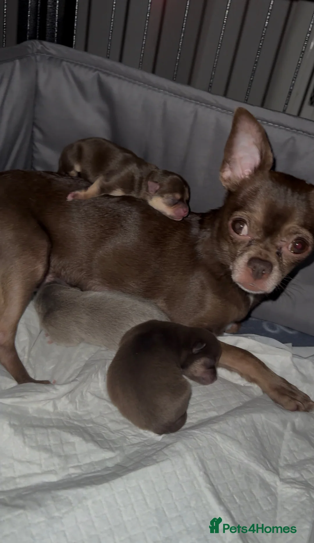 Chihuahua dogs for sale: PERFECT PUREBRED TINY CHIHUAHUA PUPPIES  in Hamilton - Advert 35