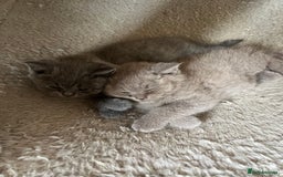 British Shorthair cats for sale: British shorthair  - Image 1
