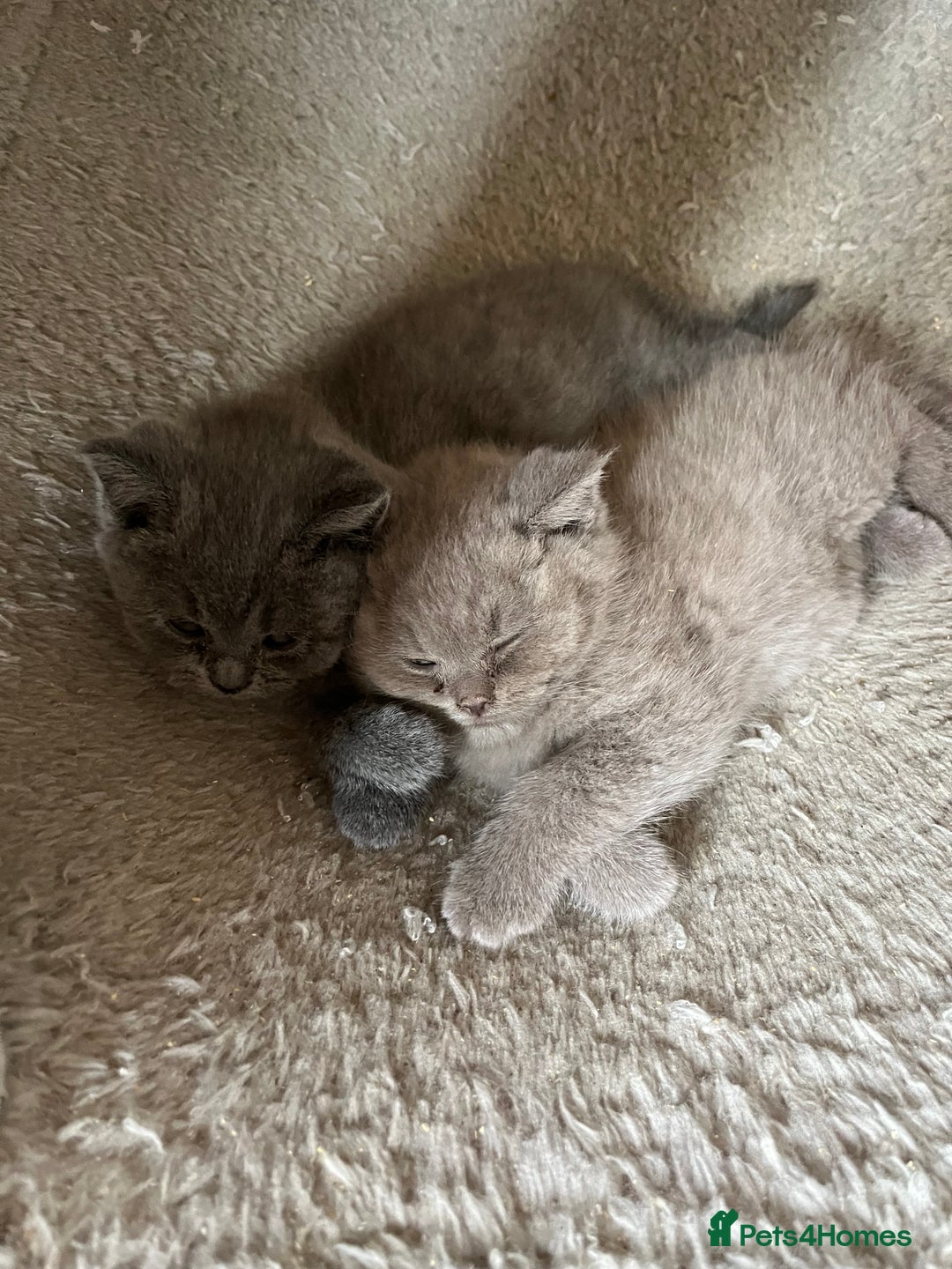 British Shorthair cats for sale: British shorthair  - Image 1