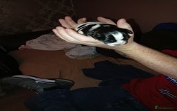 Shih Tzu dogs for sale: Female black and white shih tzu puppy  - Image 6