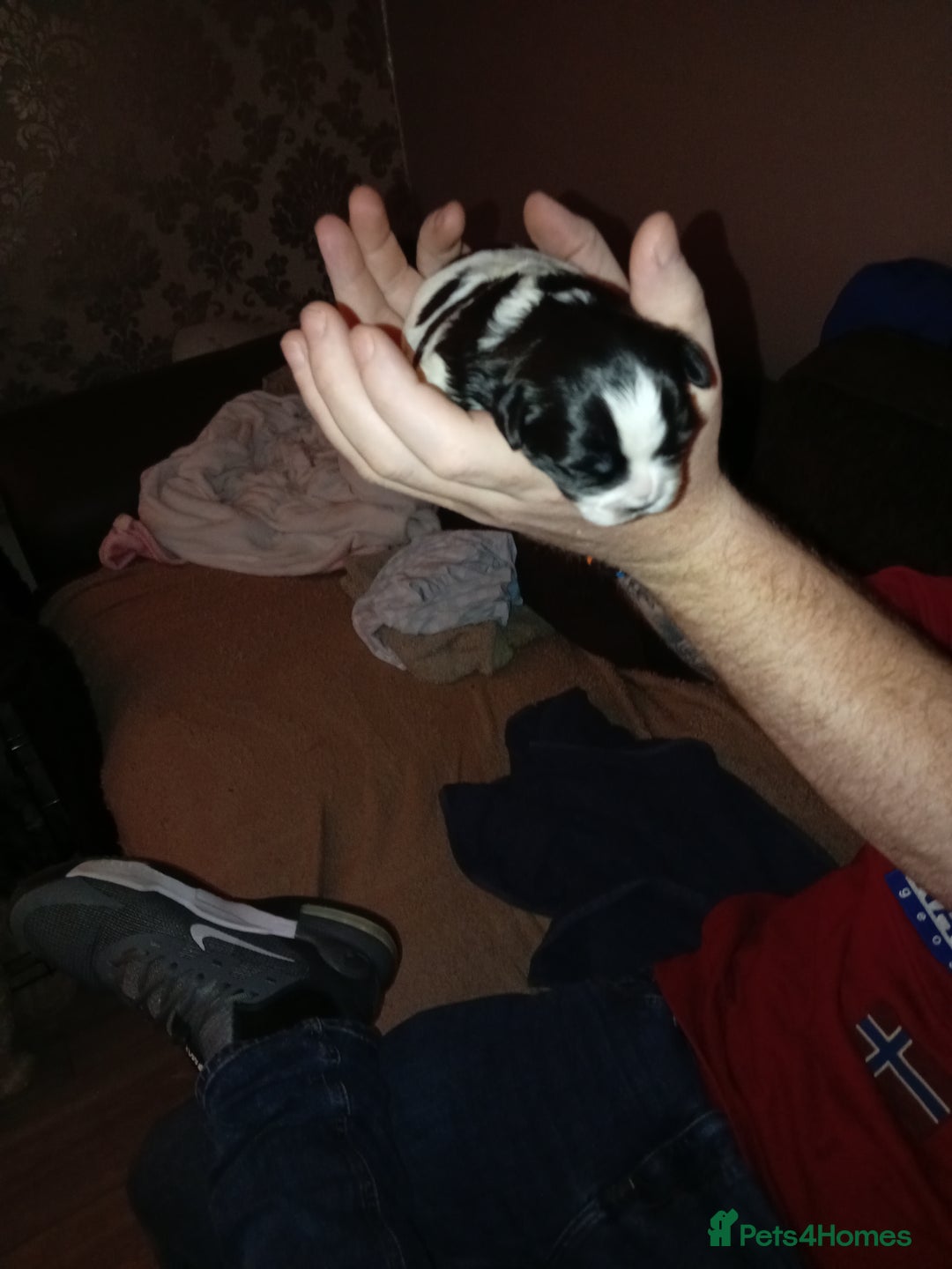 Shih Tzu dogs for sale: Female black and white shih tzu puppy  - Image 6