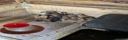 Ducks poultry for sale: Khaki Campbell  in Darlington - Advert 2