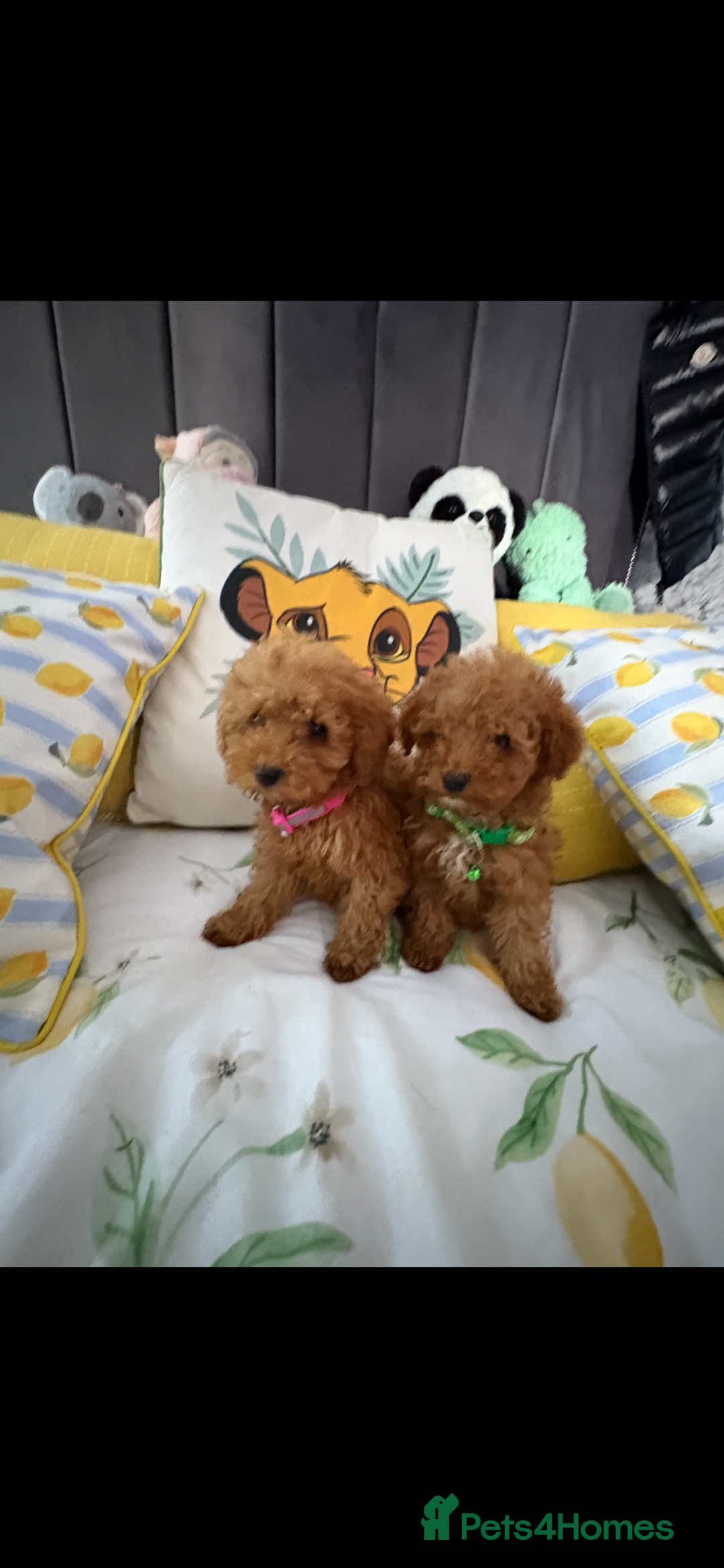 Poodle dogs for sale: Toy poodle puppies for sale  - Image 14