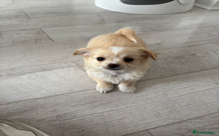 Chihuahua dogs - Advert 11