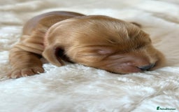 Cocker Spaniel dogs for sale: KC Reg Fully Health Tested Showline Cocker Spaniel - Image 36