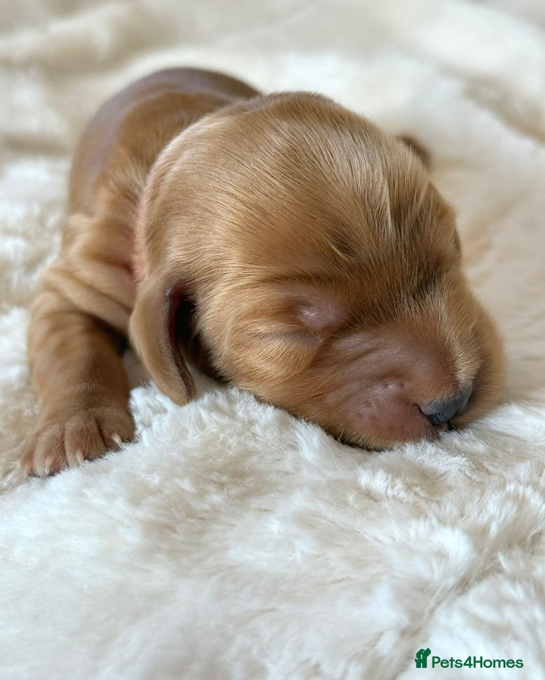 Cocker Spaniel dogs for sale: KC Reg Fully Health Tested Showline Cocker Spaniel - Image 36