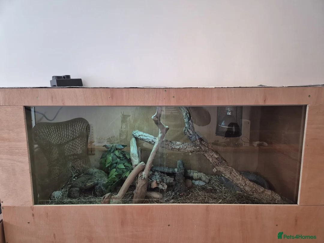 Python Snake reptiles for sale: Ball Python for Sale - Advert 7