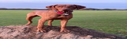 Hungarian Vizsla dogs for stud: Proven KC Registered Hungarian Vizsla in Reading - Advert 5
