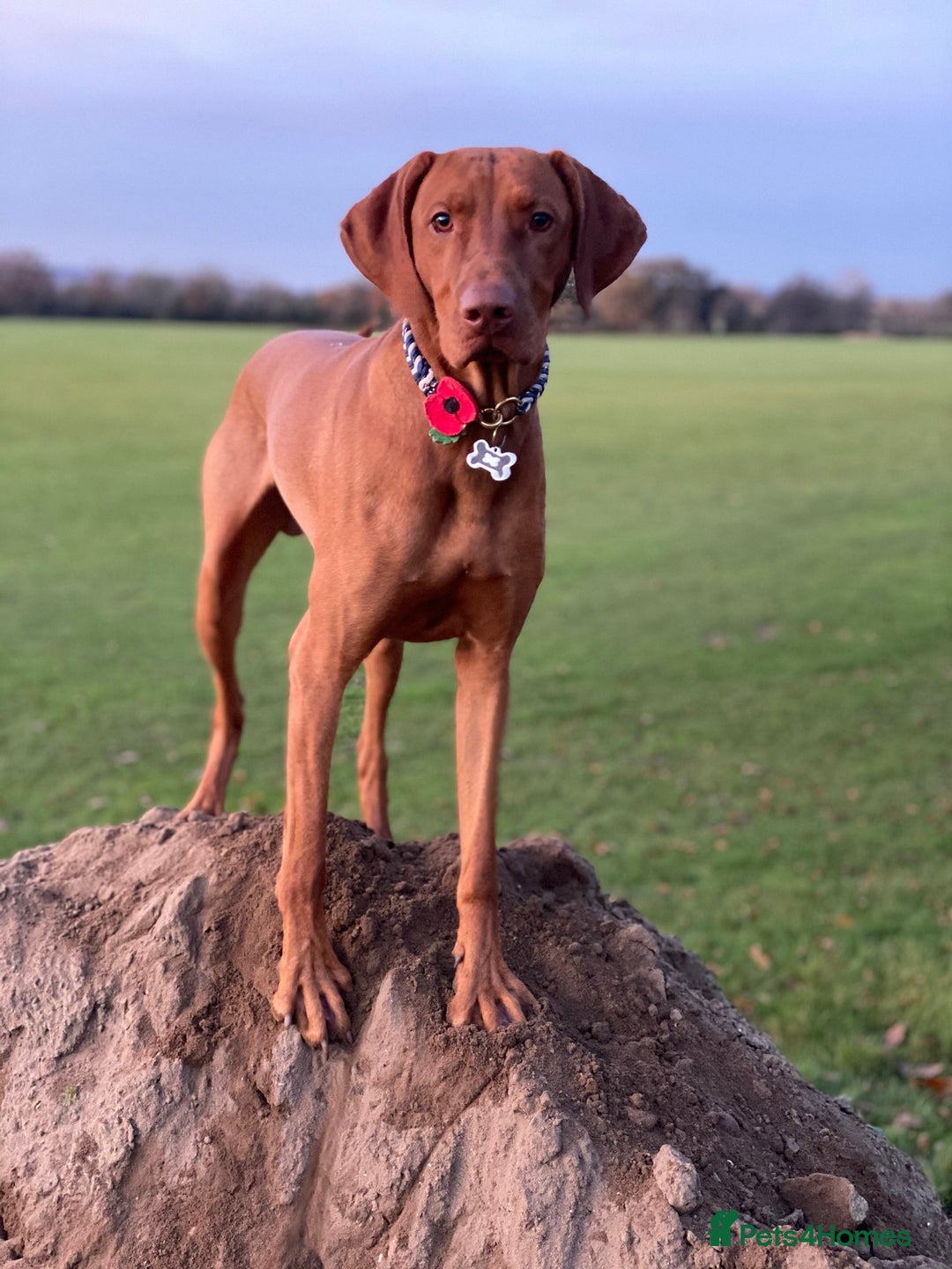 Hungarian Vizsla dogs for stud: Proven KC Registered Hungarian Vizsla in Reading - Advert 5