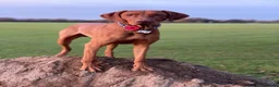 Hungarian Vizsla dogs for stud: Proven KC Registered Hungarian Vizsla in Reading - Advert 5