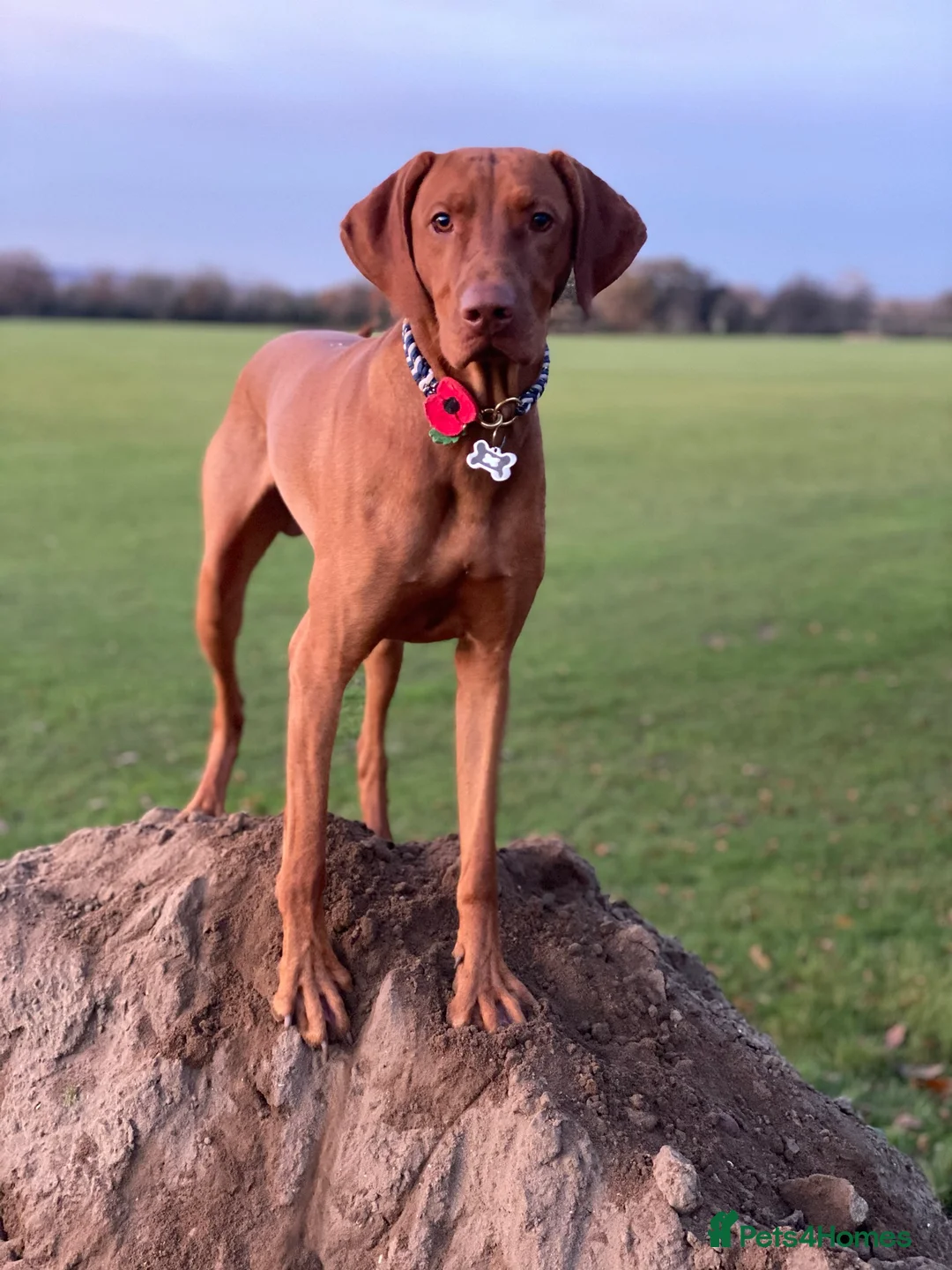 Hungarian Vizsla dogs for stud: Proven KC Registered Hungarian Vizsla in Reading - Advert 5