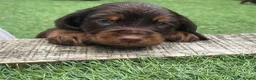 Cocker Spaniel dogs for sale: Beautiful working cocker spaniel puppies - Advert 2