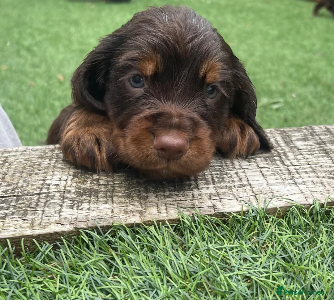 Cocker Spaniel dogs for sale: Beautiful working cocker spaniel puppies - Advert 2