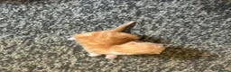 Manx cats for sale: Manx kittens  - Advert 6