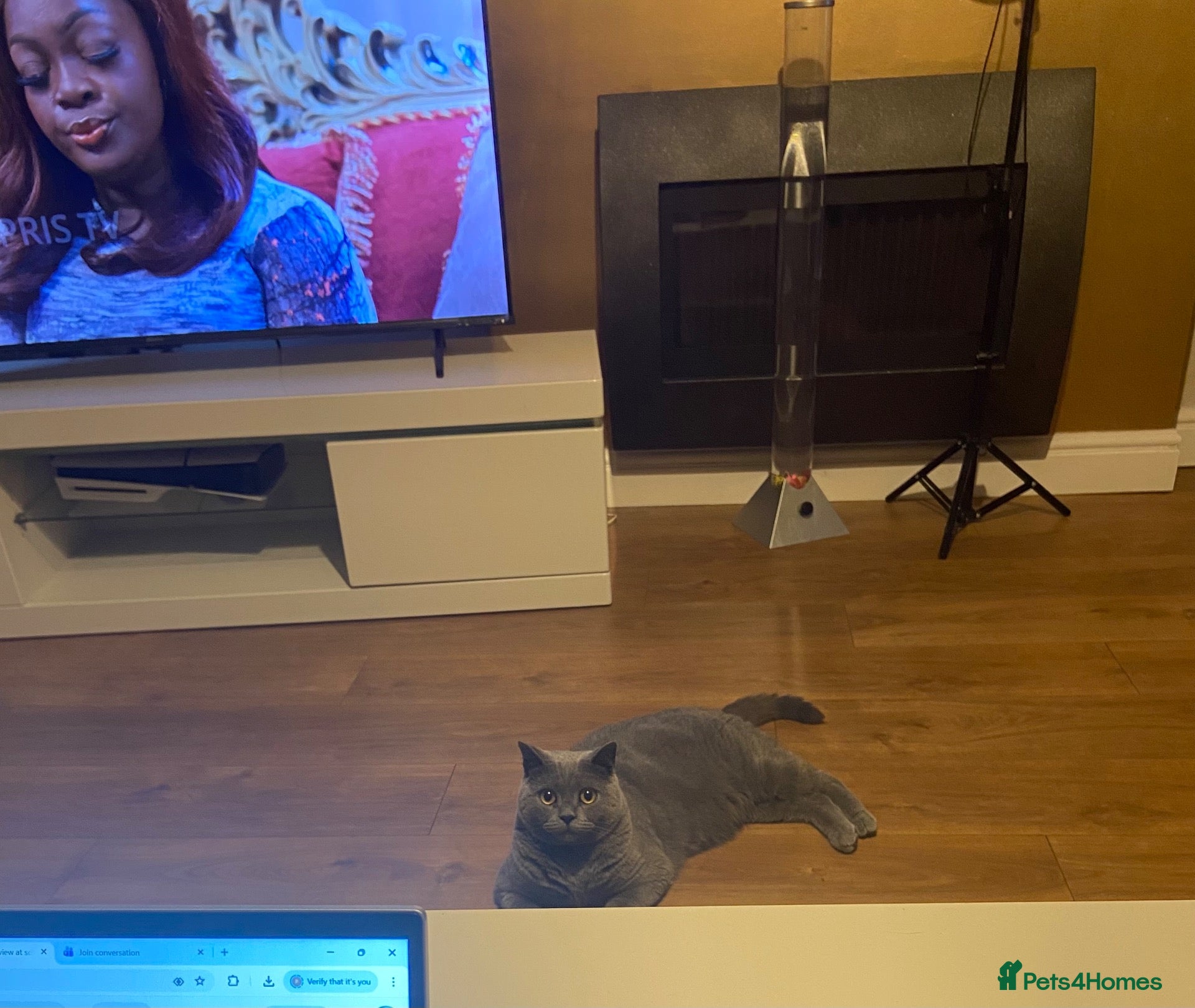 British Shorthair cats Milo – Loving Cat Looking for a New Home 🐱 - Advert 5