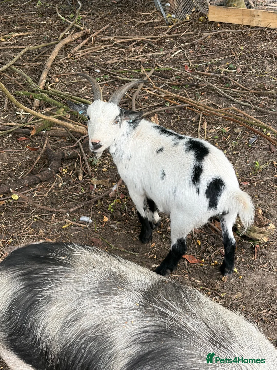 Goats livestock for sale: 3 x Pygmy goats - Advert 4