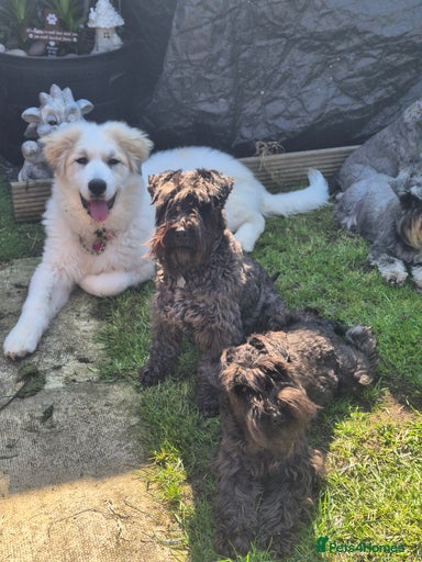 Gallery Image {{count}}