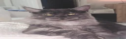 Mixed Breed cats for sale: Beauty kittens - Advert 4