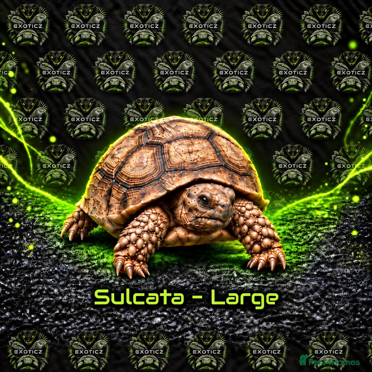 Tortoise reptiles 🐢 Tortoise Babies 🐢 - Advert 2