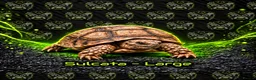 Tortoise reptiles for sale: 🐢 Tortoise Babies 🐢 - Advert 2