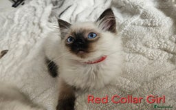 Ragdoll cats for sale: 5 Ragdoll Kittens 😻 READY NOW - Image 5