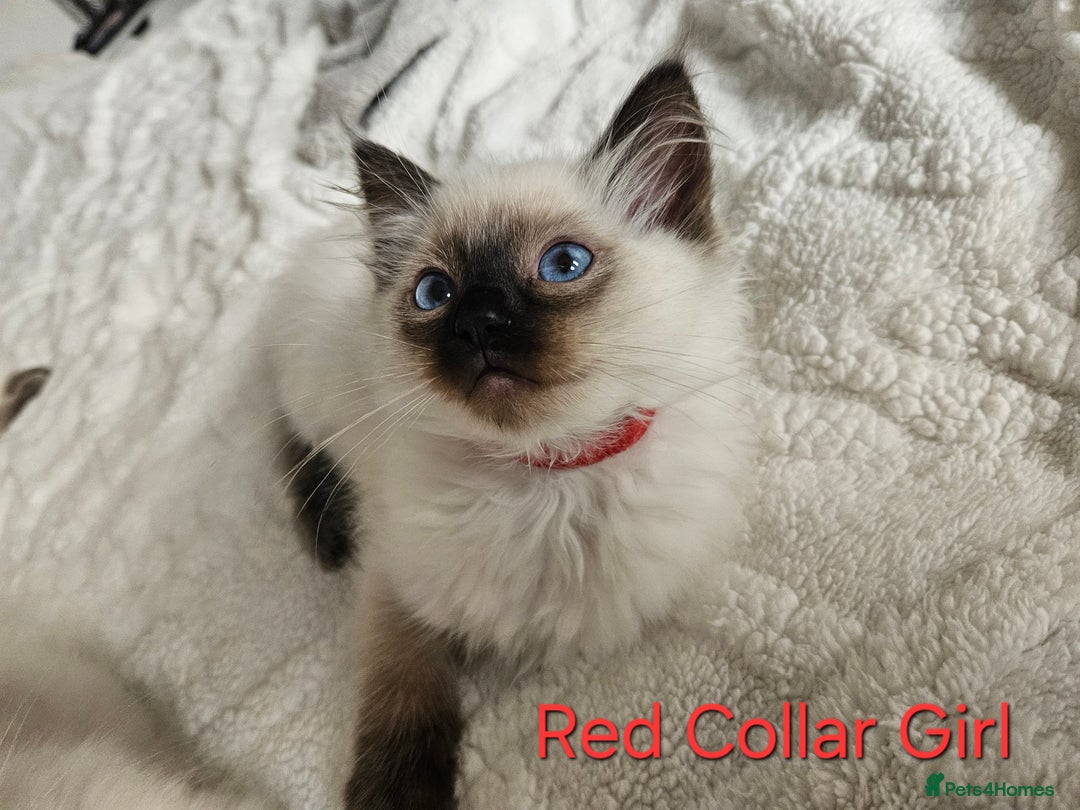 Ragdoll cats for sale: 5 Ragdoll Kittens 😻 READY NOW - Image 5