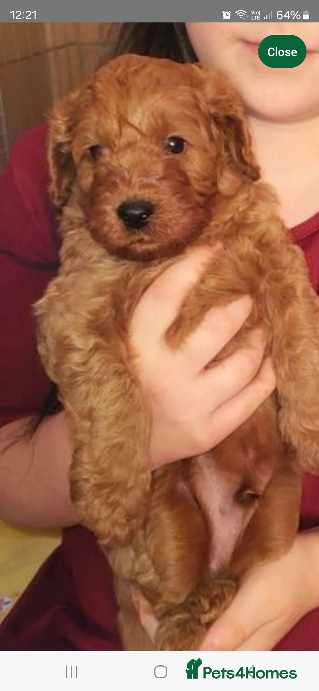Toy Poodle dogs for stud: toy poodle short notice DNA clear PRA in Nottingham - Advert 27