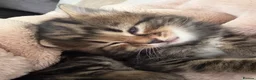 Maine Coon cats for sale: 🐾 Beautiful Maine Coon Kittens Ready Now! 🐾 - Advert 22