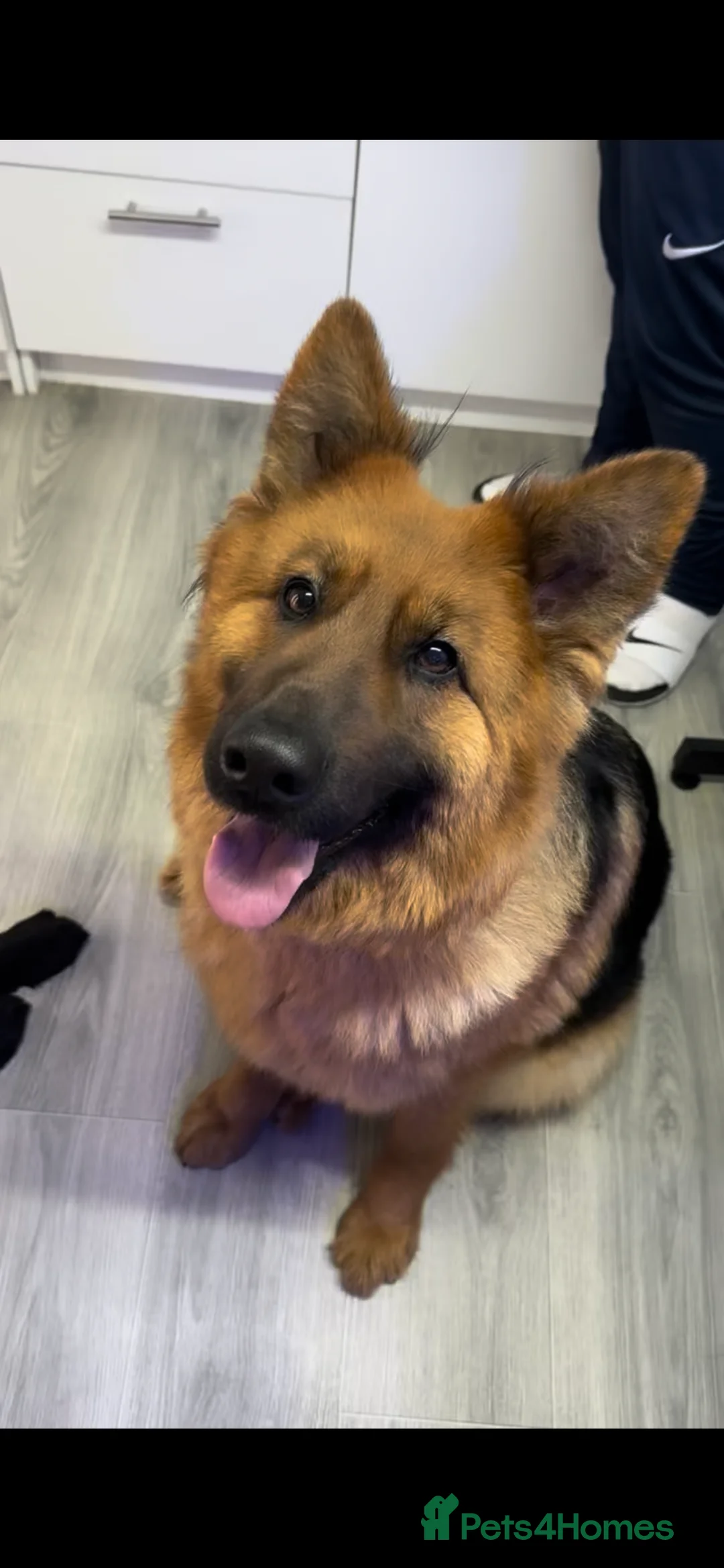 German Shepherd dogs for sale: WAITING LIST, LONG HAIRED GERMAN SHEPHERD PUPPIES - Advert 2