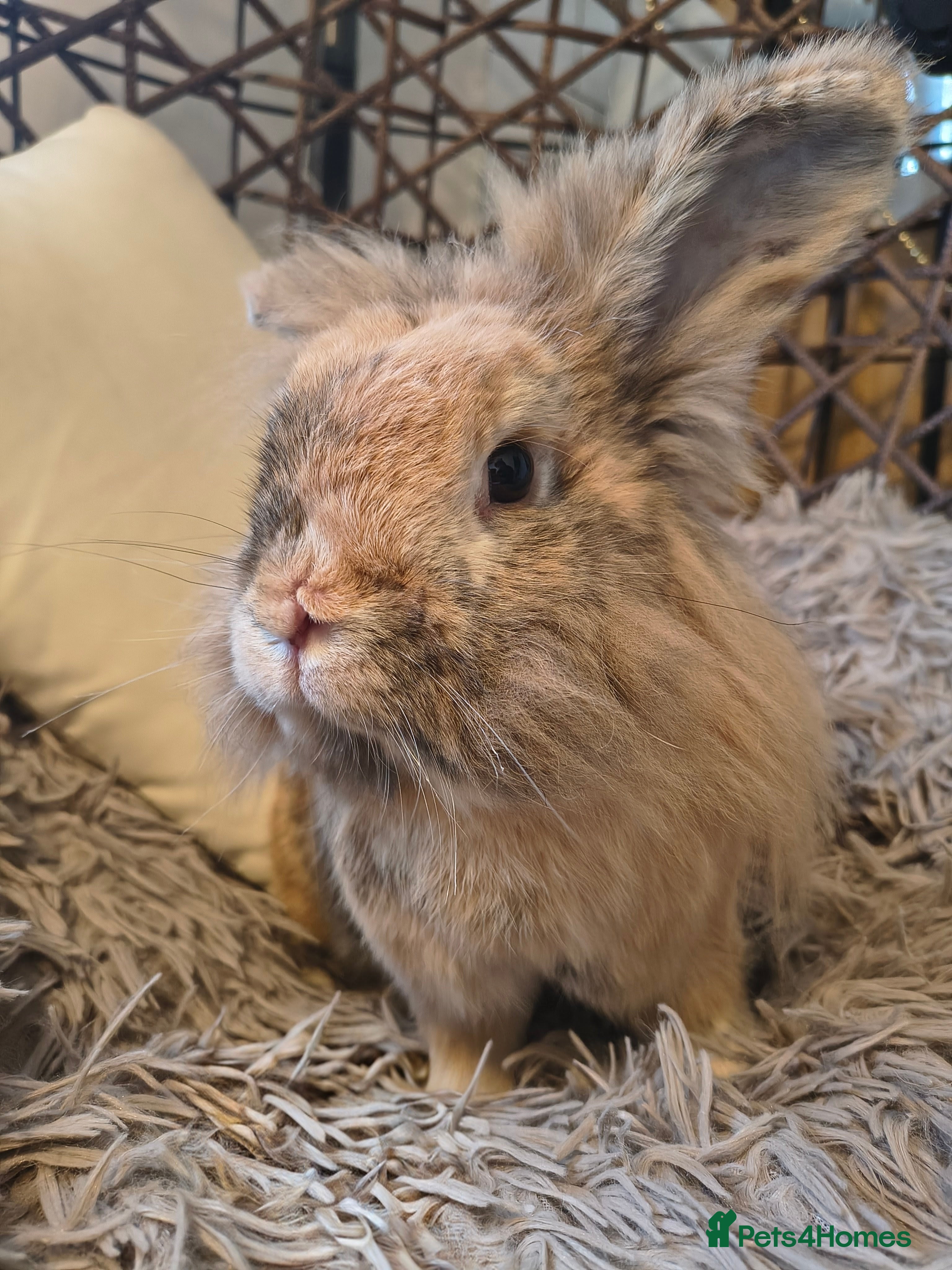 Angora rabbits We're looking for homes for Stefan and Hiti 🐇🐰💗 - Advert 2