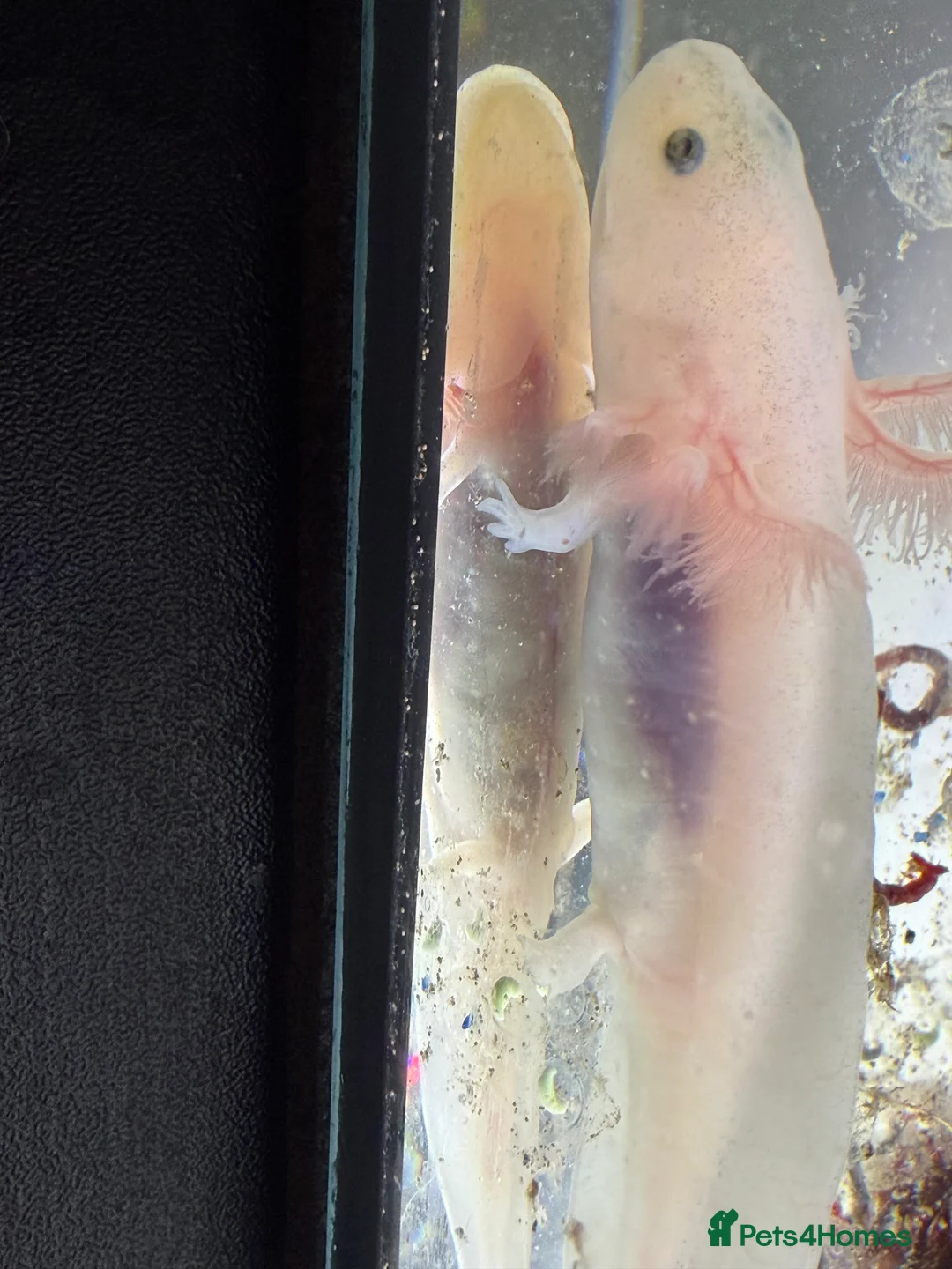 Axolotl reptiles for sale: Axolotl - Advert 33