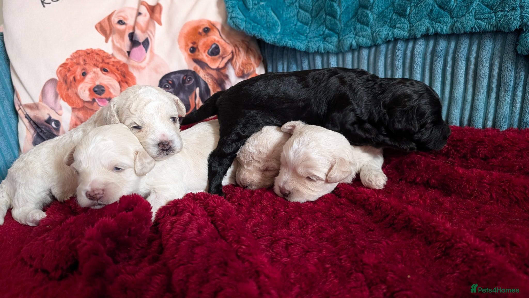 Maltipoo dogs for sale: Dna Genetically health tested maltipoos in Swindon - Advert 6