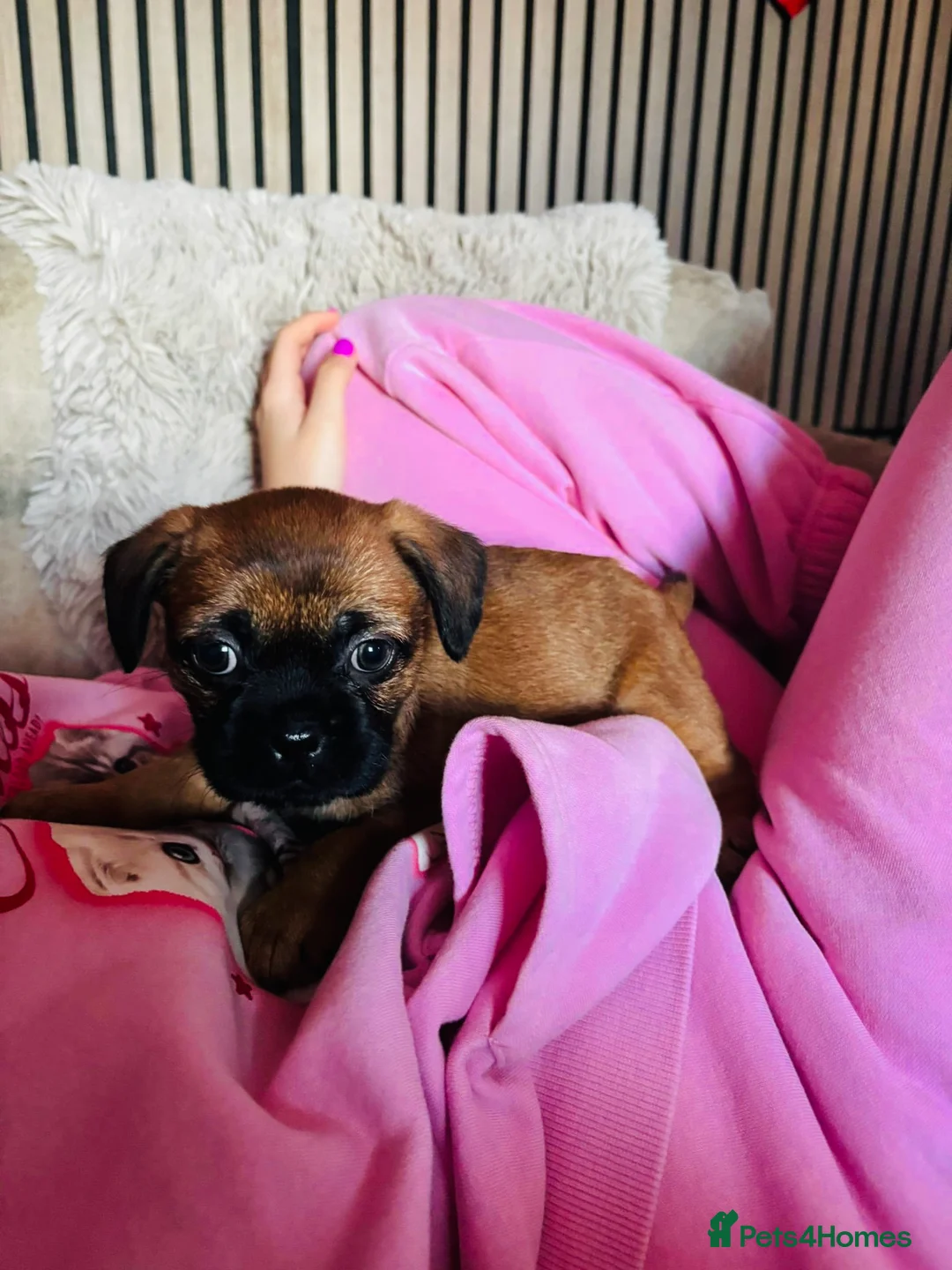 Mixed Breed dogs for sale: Puppies  - Advert 4