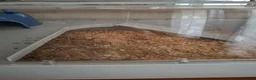 Hamster rodents for sale: Dwarf roborovski hamster, male in Halesowen - Advert 7