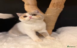 British Shorthair cats for sale: 💗 Gorgeous Full Pedigree BSH Trusted Breeder 💗 - Advert 10