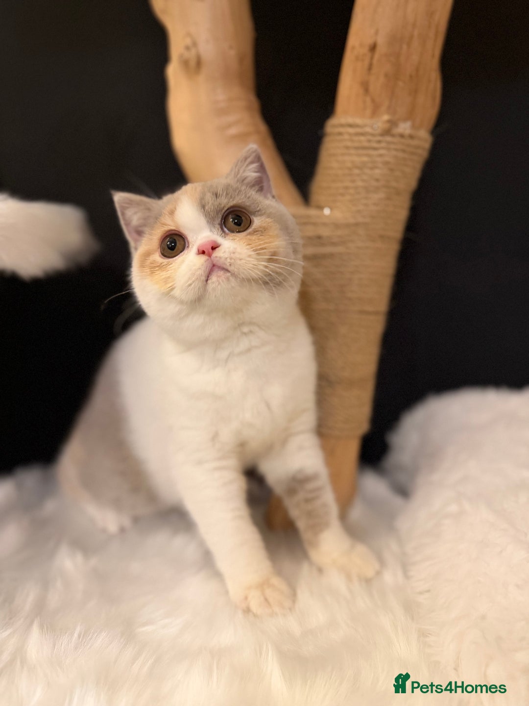 British Shorthair cats for sale: 💗 Gorgeous Full Pedigree BSH Trusted Breeder 💗 - Advert 10