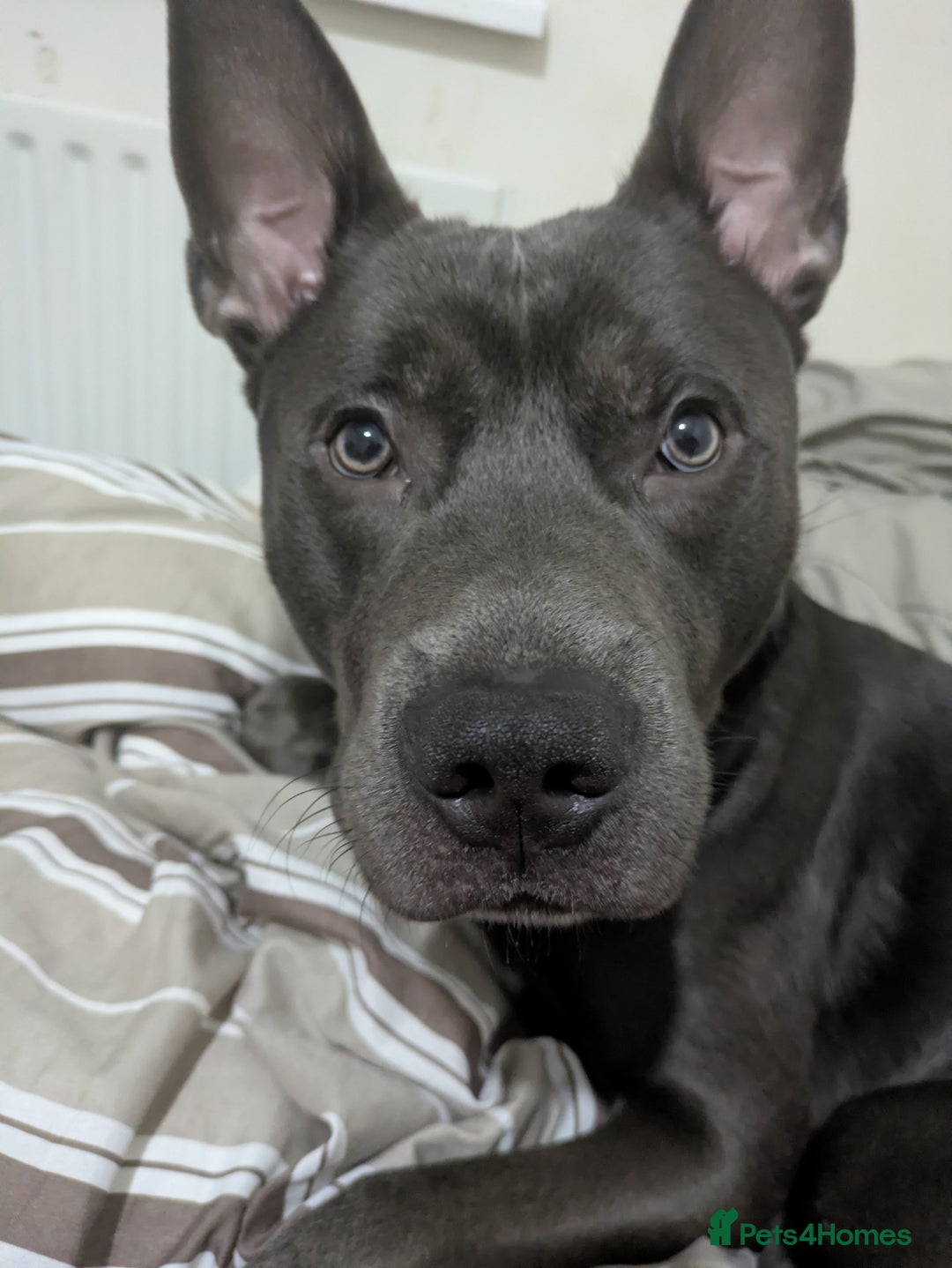 Mixed Breed dogs for sale: Smokey. Belgian malinois x looking for a new home - Advert 2